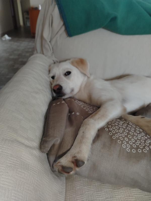 Greg splendido cucciolo cerca famiglia  Foto 3