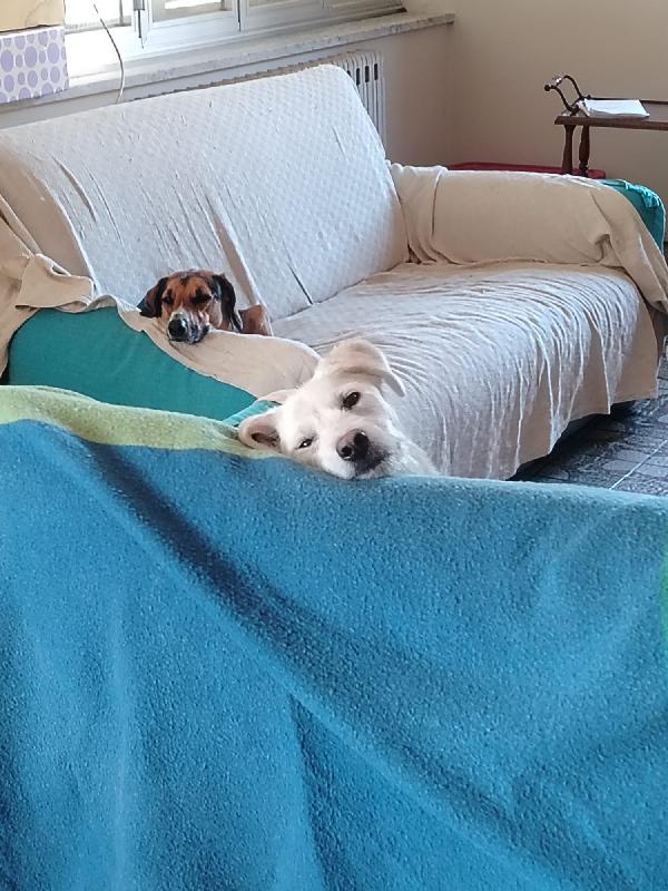 Greg splendido cucciolo cerca famiglia  Foto 4