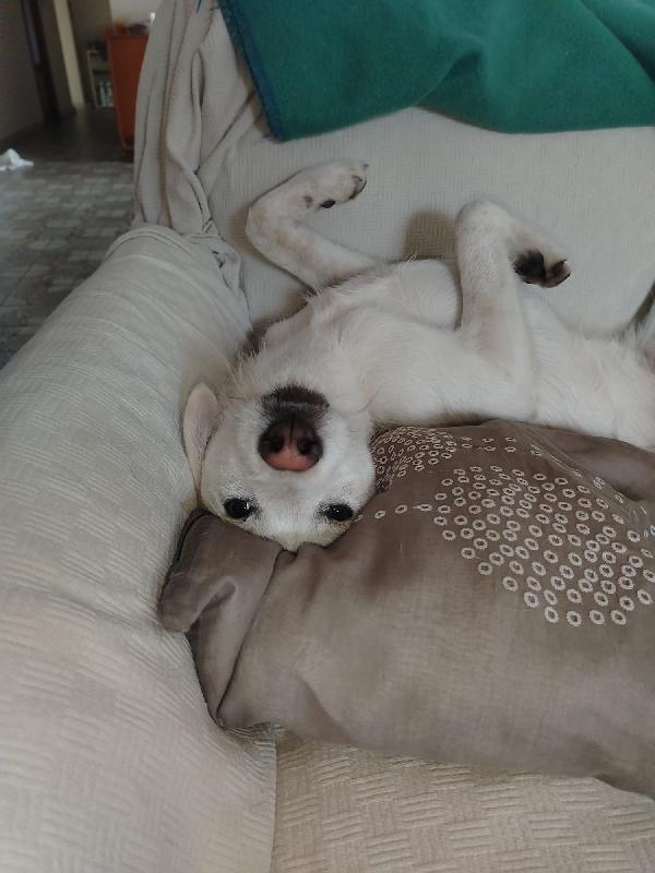 Greg splendido cucciolo cerca famiglia  Foto 5