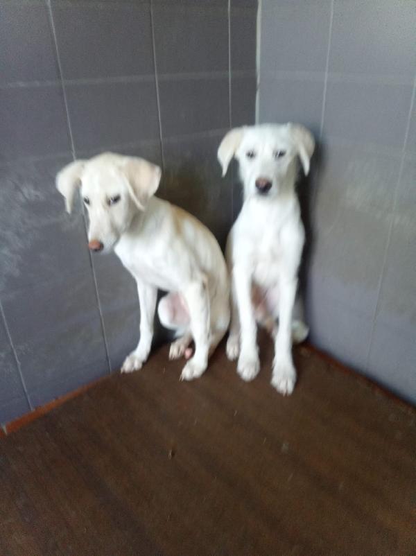 Greg splendido cucciolo cerca famiglia  Foto 6