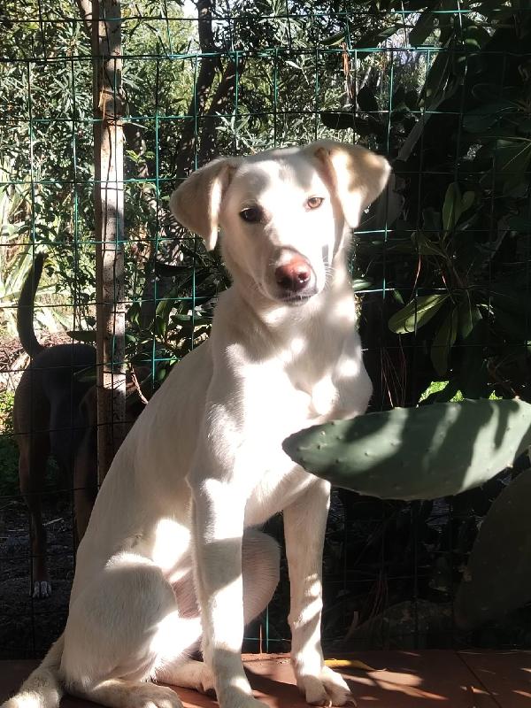 Yuko Splendida Bisognosa Cucciola Cerca Casa 