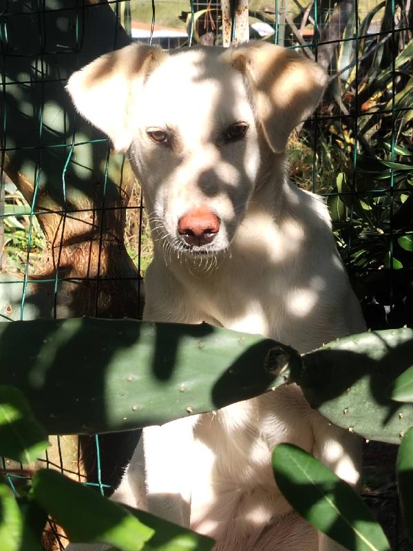 Yuko splendida bisognosa cucciola cerca casa  Foto 2