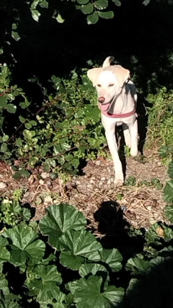 Yuko splendida bisognosa cucciola cerca casa  Foto 3