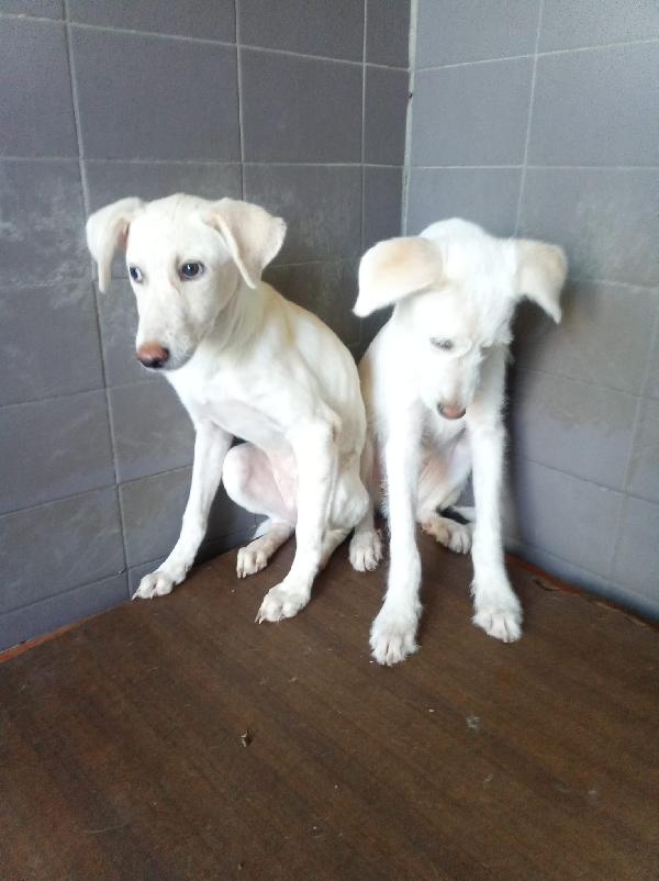 Yuko splendida bisognosa cucciola cerca casa  Foto 5