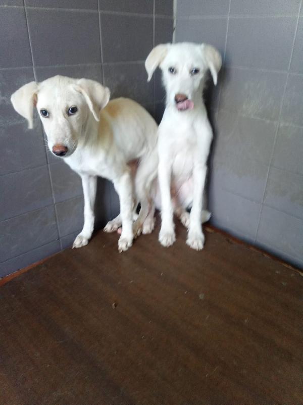 Yuko splendida bisognosa cucciola cerca casa  Foto 6