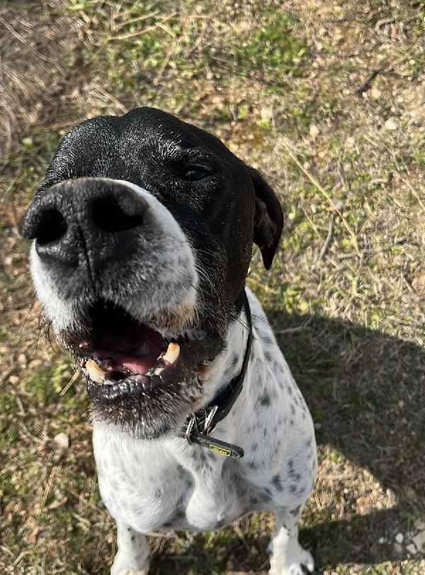 DJANGO tenerissimo cane in adozione! Foto 5