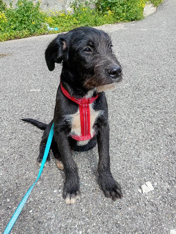 SOLE MIX SPINONCINO  Foto 2