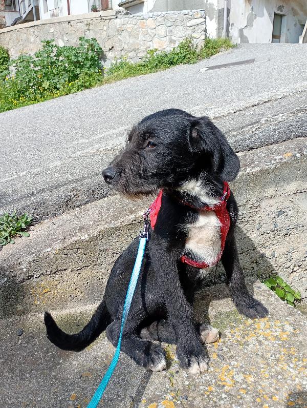 SOLE MIX SPINONCINO  Foto 4