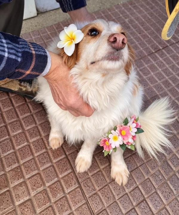 Sandy La Bretoncina Che Sorride 