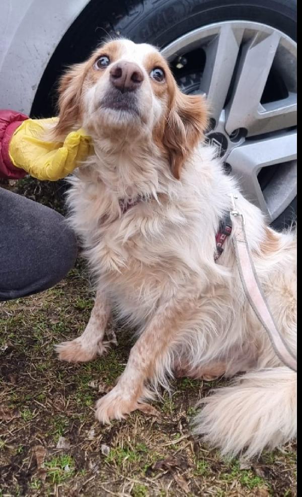 Sandy la bretoncina che sorride  Foto 2