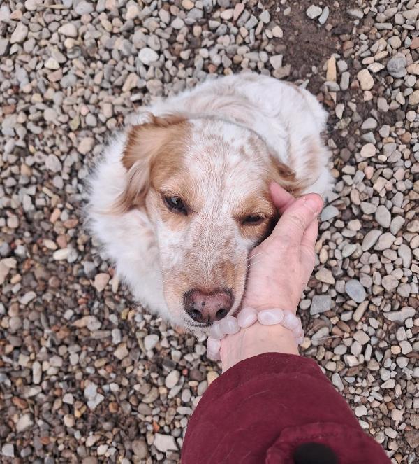 Sandy la bretoncina che sorride  Foto 3