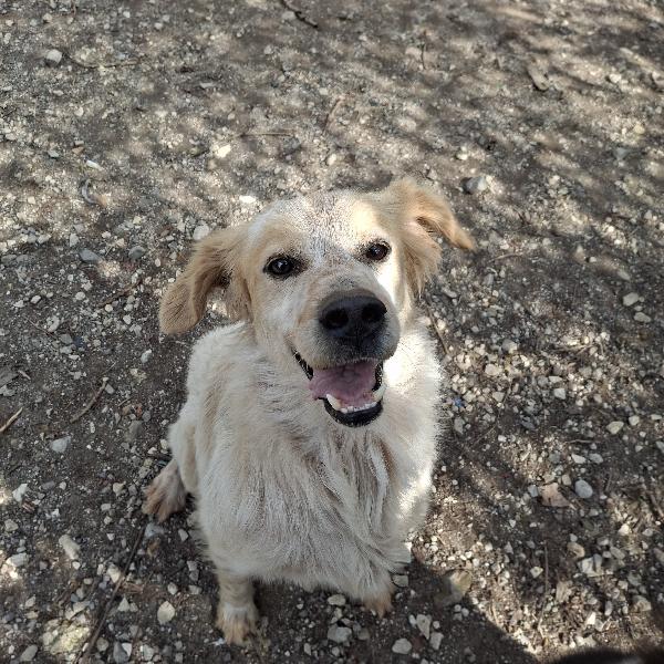 Ale, Mix Setter, Tg Media