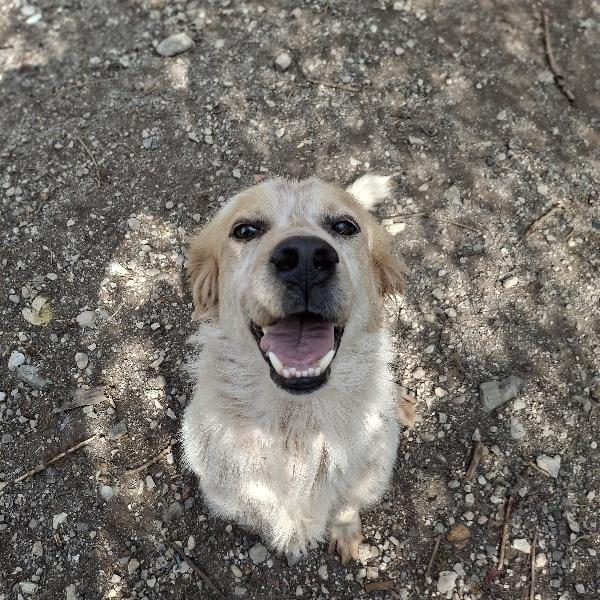 Ale, mix setter, tg media Foto 2