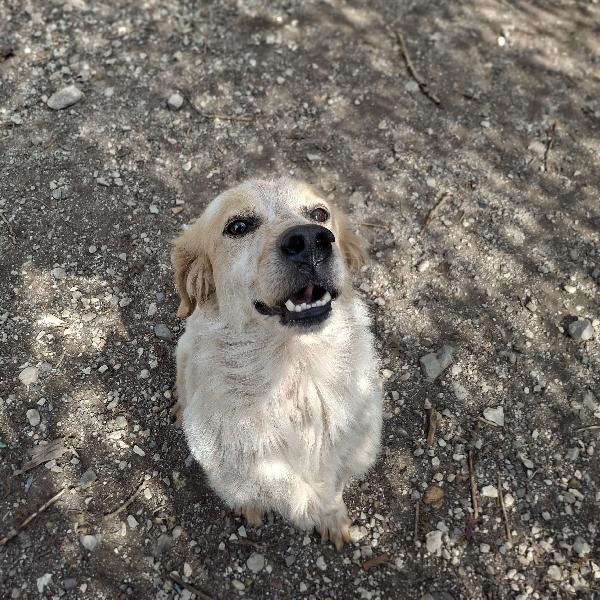 Ale, mix setter, tg media Foto 3