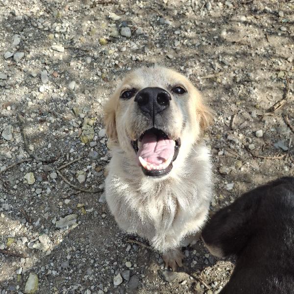 Ale, mix setter, tg media Foto 4