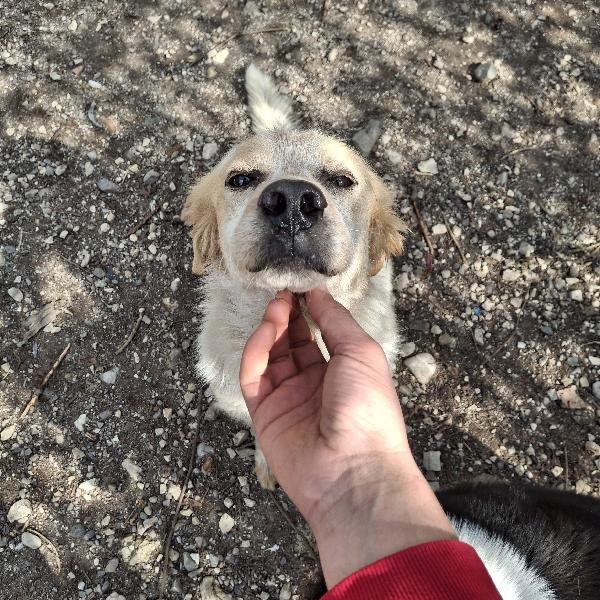 Ale, mix setter, tg media Foto 5