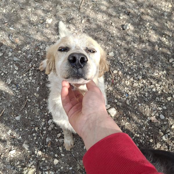 Ale, mix setter, tg media Foto 6