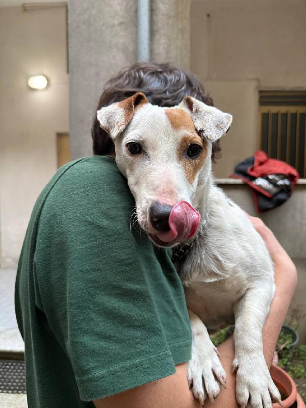 Rocky 11 Mesi Jack Russell 