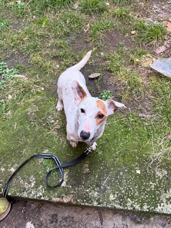 Rocky 11 mesi Jack Russell  Foto 2
