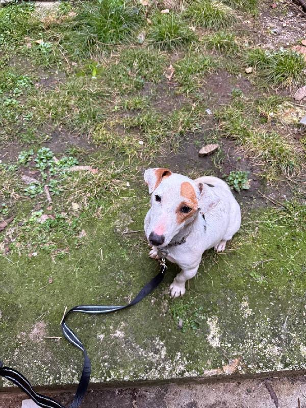 Rocky 11 mesi Jack Russell  Foto 3