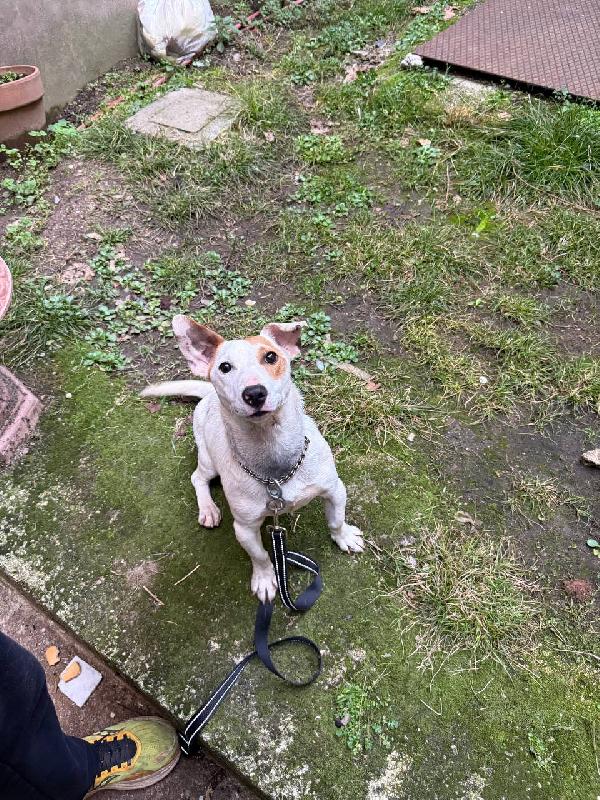 Rocky 11 mesi Jack Russell  Foto 4