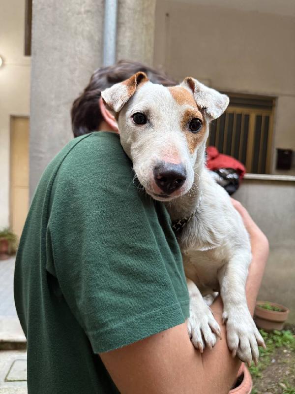 Rocky 11 mesi Jack Russell  Foto 5