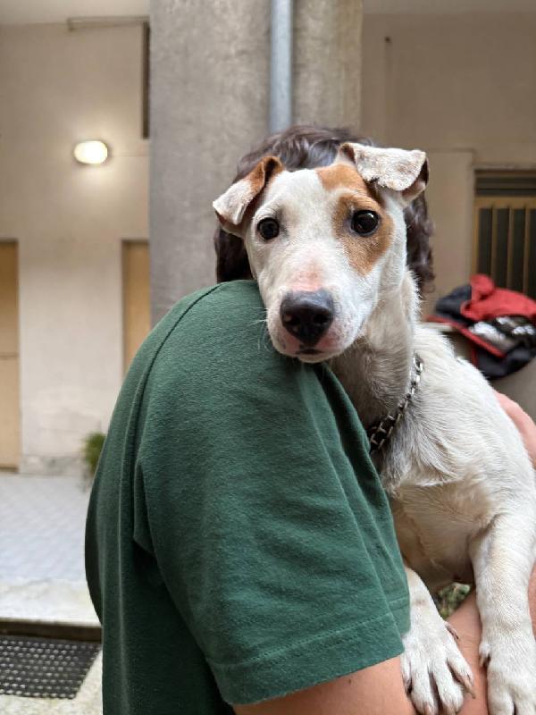 Rocky 11 mesi Jack Russell  Foto 6