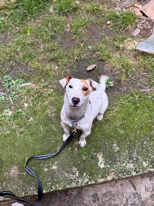 Rocky 11 mesi Jack Russell  Foto 7