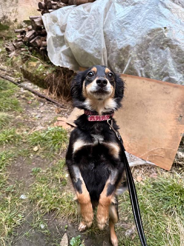 Betta, 2 anni 7 kg Foto 2