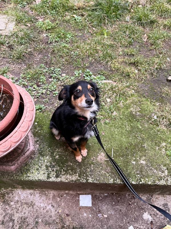 Betta, 2 anni 7 kg Foto 3