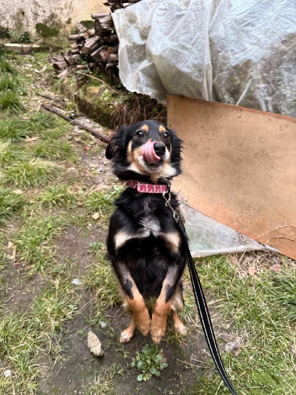 Betta, 2 anni 7 kg Foto 5