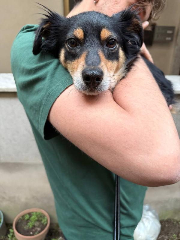 Betta, 2 anni 7 kg Foto 7