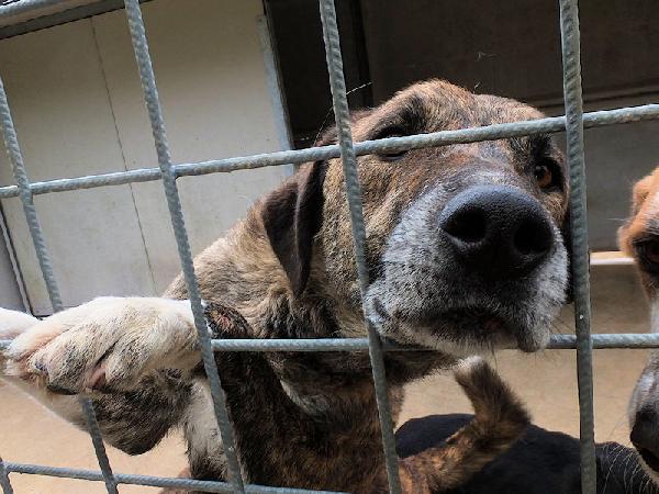 Patato Un Nome Che Dice Tutto