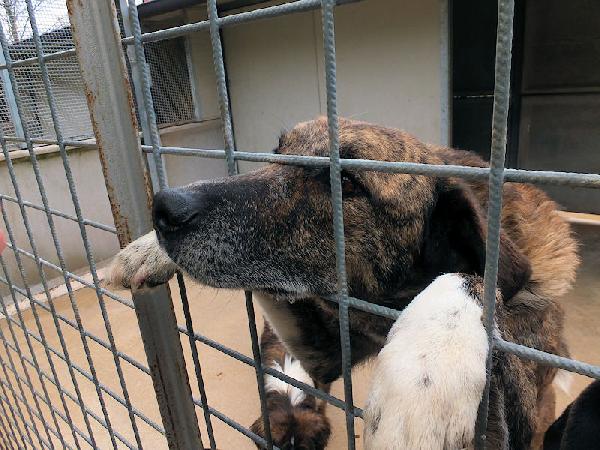 Patato un nome che dice tutto Foto 2