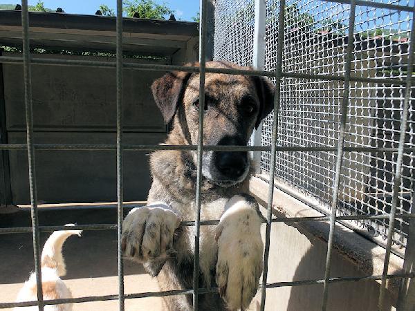 Patato un nome che dice tutto Foto 3