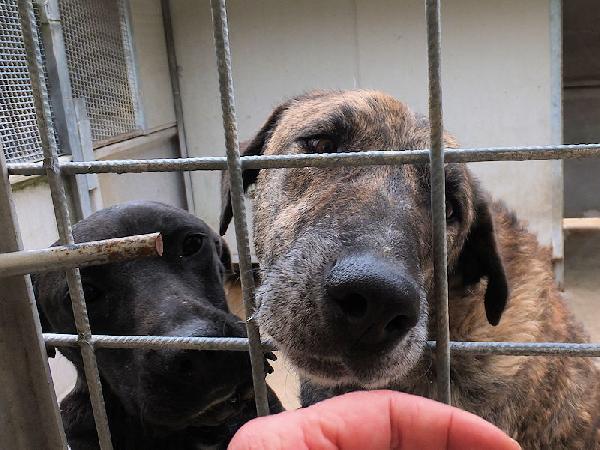 Patato un nome che dice tutto Foto 5