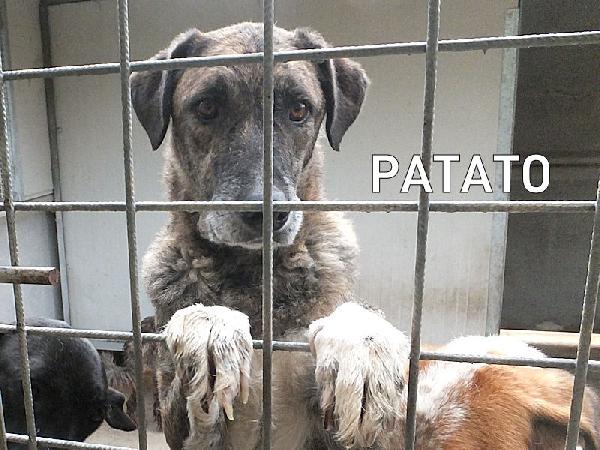 Patato un nome che dice tutto Foto 7