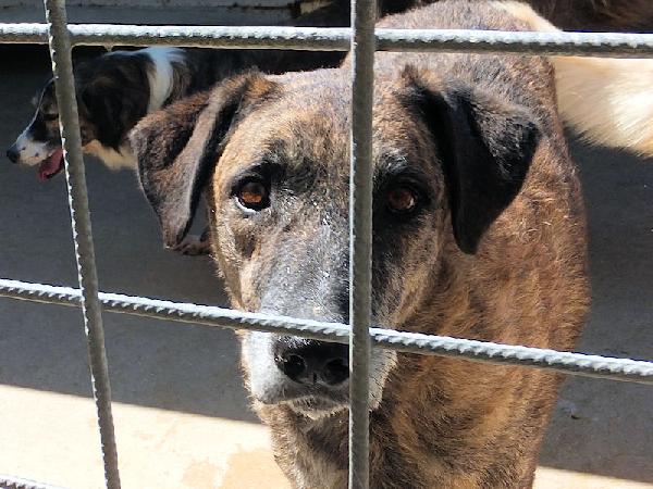 Patato un nome che dice tutto Foto 8