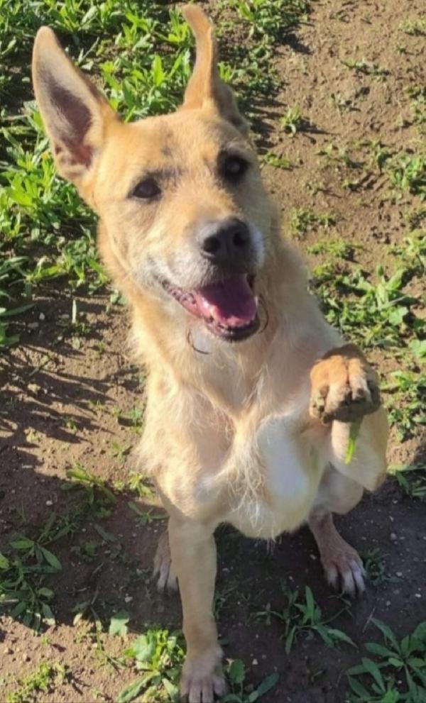 Povero Baffo 9Ani Nessuno Lo Ha Scelto! Puglia