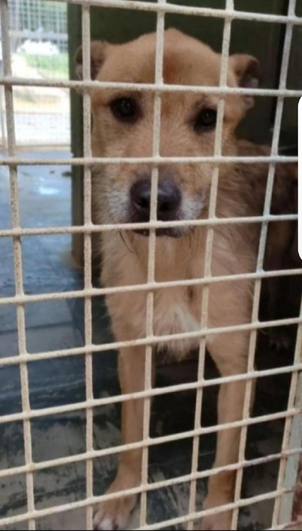 Povero Baffo 9ani nessuno lo ha scelto! PUGLIA Foto 3