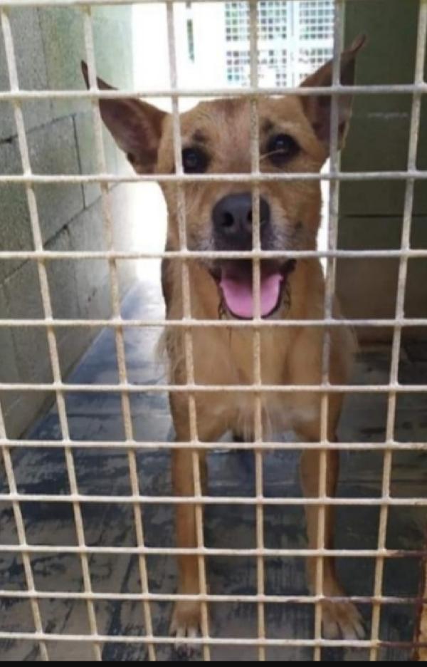 Povero Baffo 9ani nessuno lo ha scelto! PUGLIA Foto 4