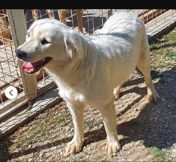 Bianca 9mesi cresce in canile! SOS MOLISE  Foto 3