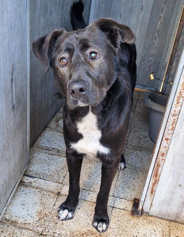 Salva Bruno Dal Canile.adottabile In Tutta Italia!