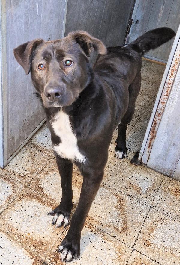 SALVA BRUNO DAL CANILE.ADOTTABILE IN TUTTA ITALIA! Foto 2