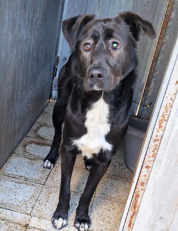 SALVA BRUNO DAL CANILE.ADOTTABILE IN TUTTA ITALIA! Foto 3