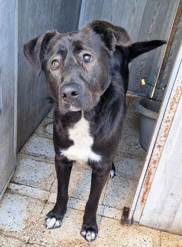 SALVA BRUNO DAL CANILE.ADOTTABILE IN TUTTA ITALIA! Foto 4