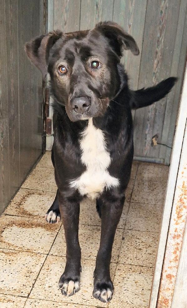 SALVA BRUNO DAL CANILE.ADOTTABILE IN TUTTA ITALIA! Foto 6