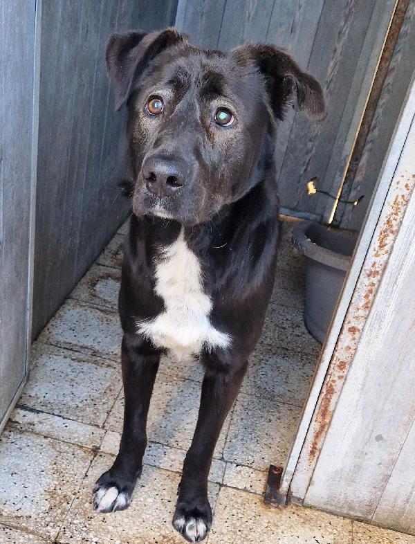 SALVA BRUNO DAL CANILE.ADOTTABILE IN TUTTA ITALIA! Foto 5