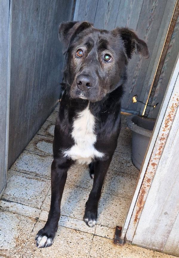 SALVA BRUNO DAL CANILE.ADOTTABILE IN TUTTA ITALIA! Foto 7