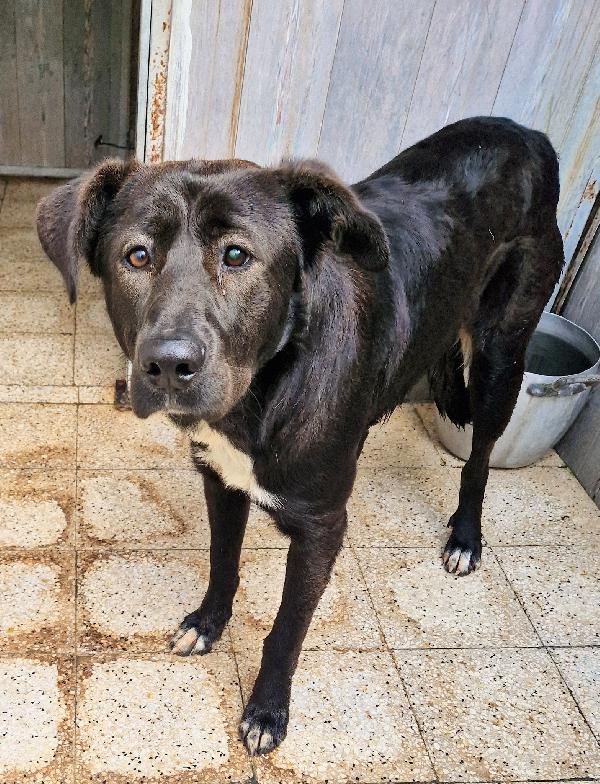 SALVA BRUNO DAL CANILE.ADOTTABILE IN TUTTA ITALIA! Foto 8